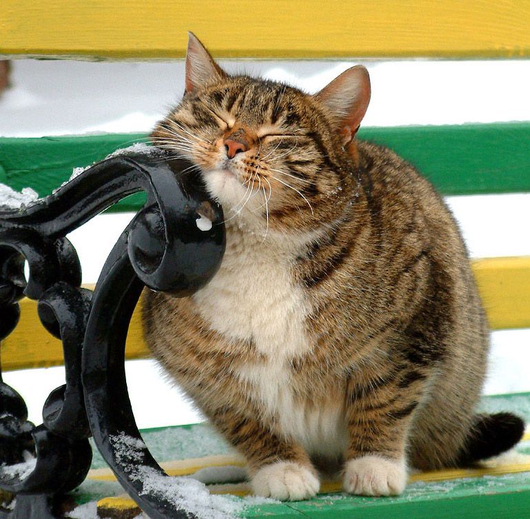 769x754, 141 Kb / кот, жирный, счастье