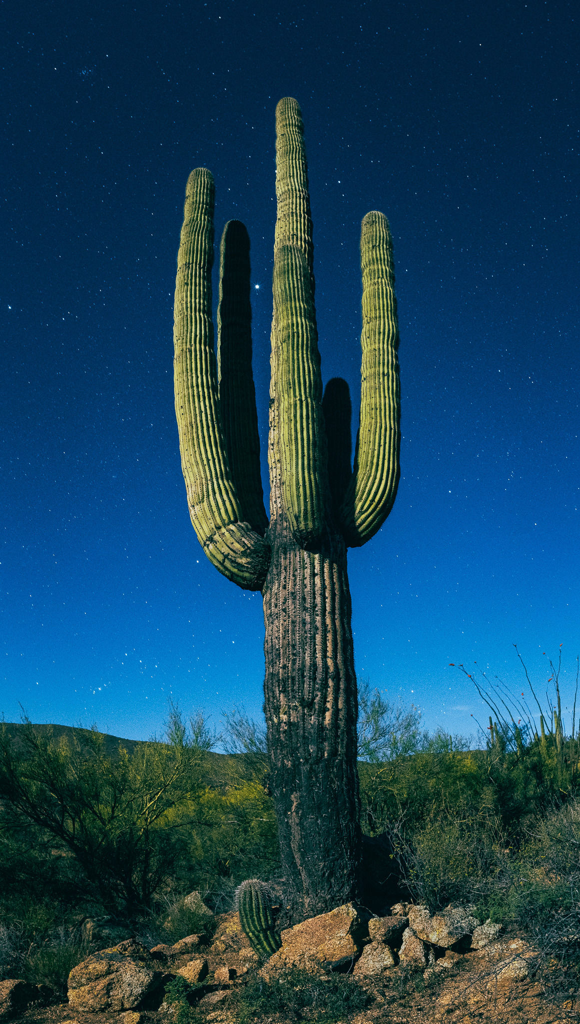 1161x2048, 591 Kb / Юпитер, небо, звезды, кактус, Аризона, космос