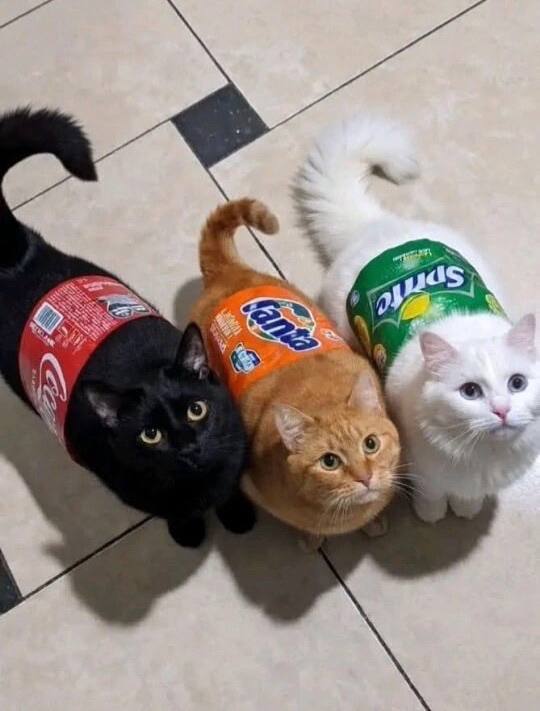 540x711, 38 Kb / три,чёрный,рыжий,белый