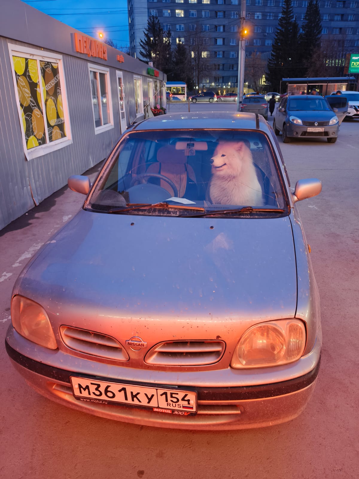 1200x1600, 222 Kb / автомобиль, классика, ретро, nissan, march, собака