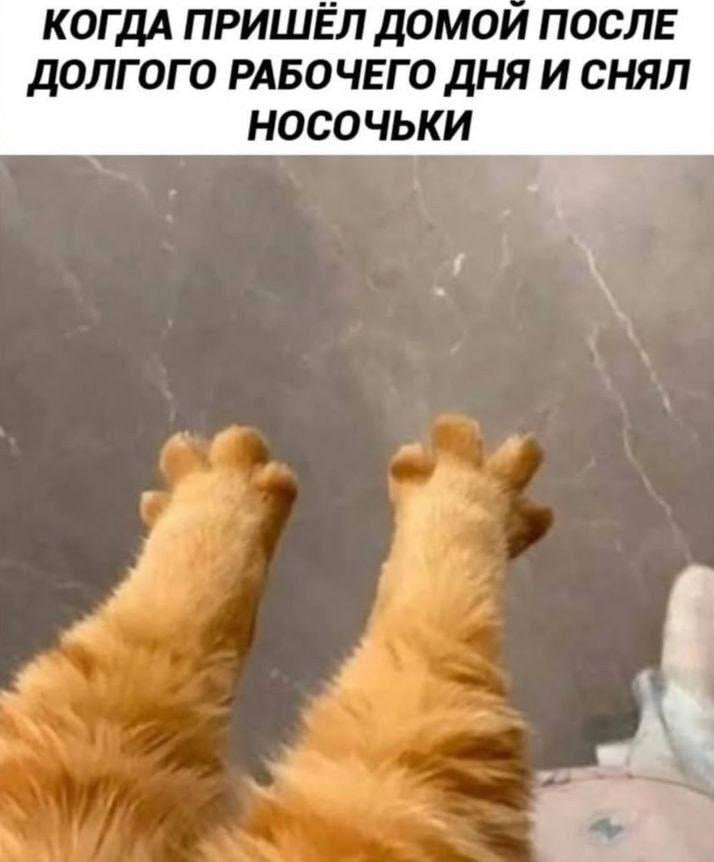 714x862, 44 Kb / лапы, носки, кот, кошка, лапки