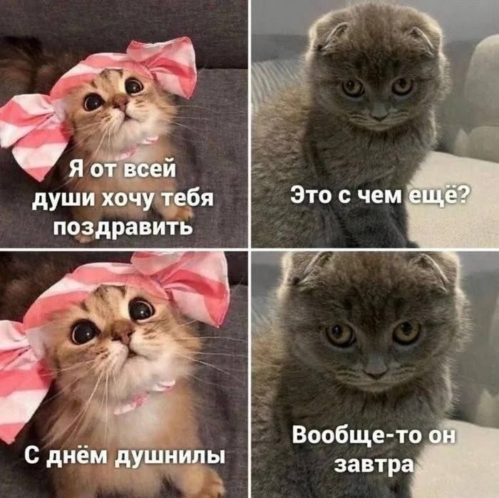 700x699, 82 Kb / Кот, бант, душнила, праздник