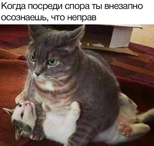 638x605, 55 Kb / Кот, кошка, спор, не прав