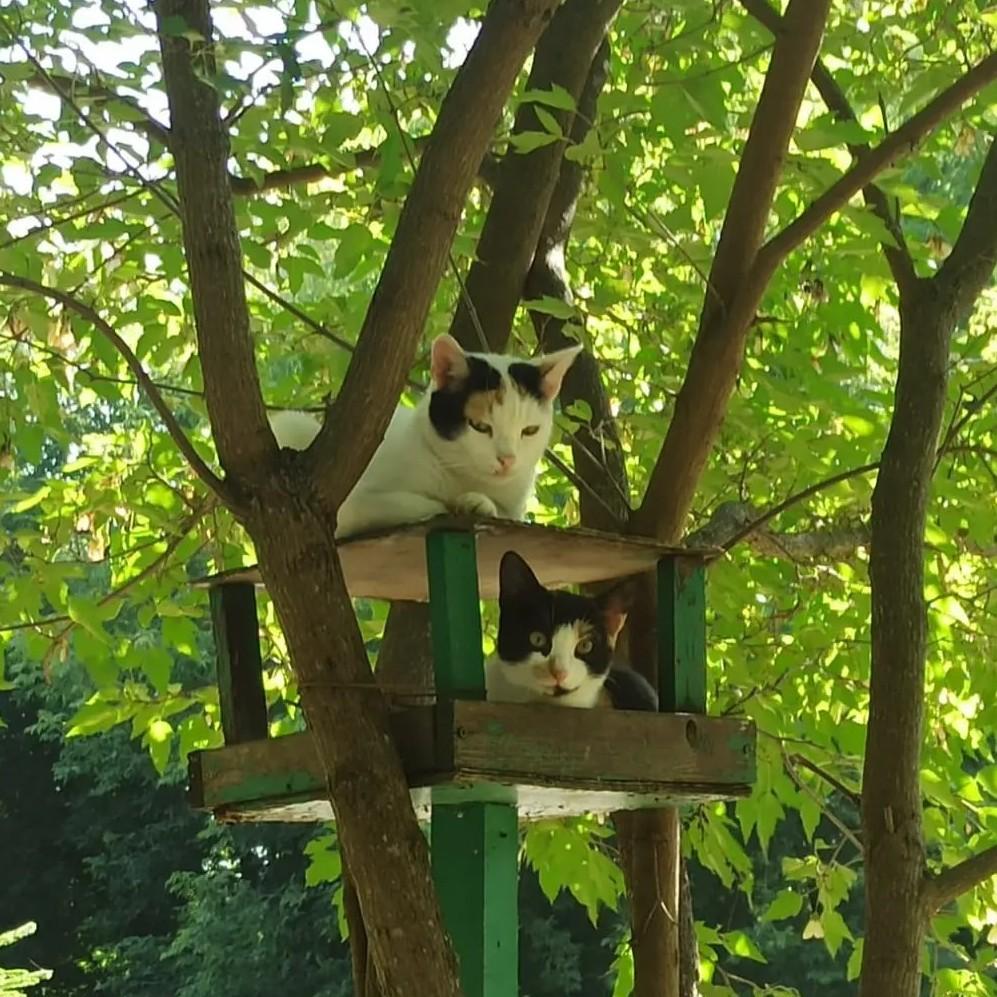 997x997, 154 Kb / Коты, кормушка, лето