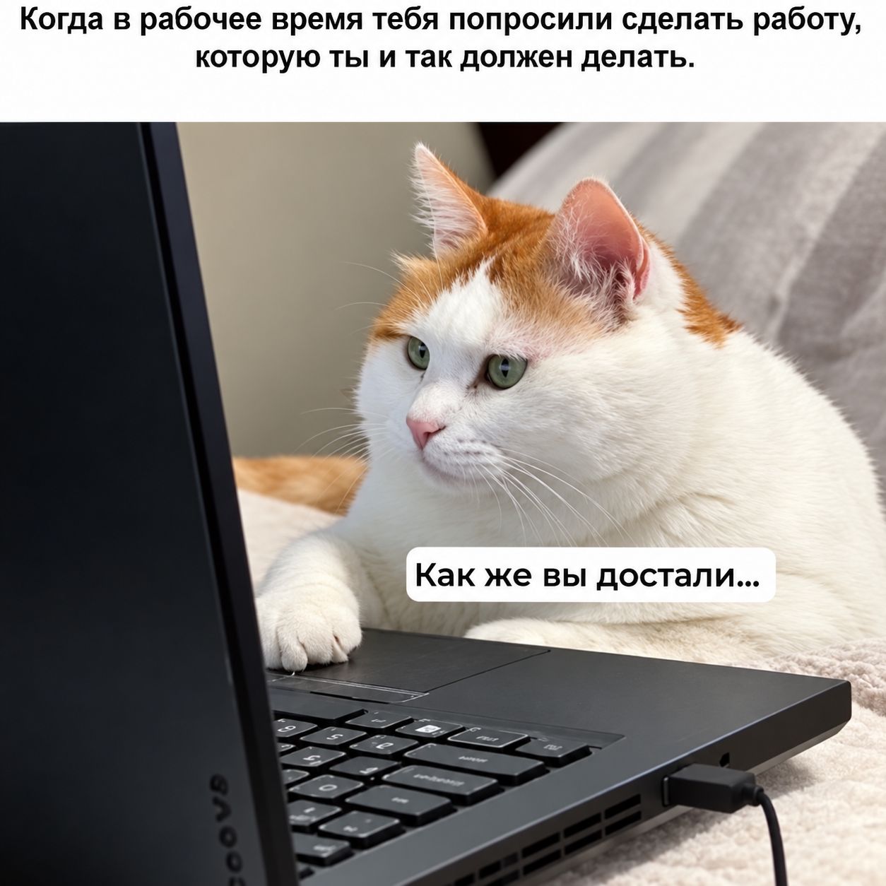 1254x1254, 143 Kb / кот, работа, ноутбук, обязанности