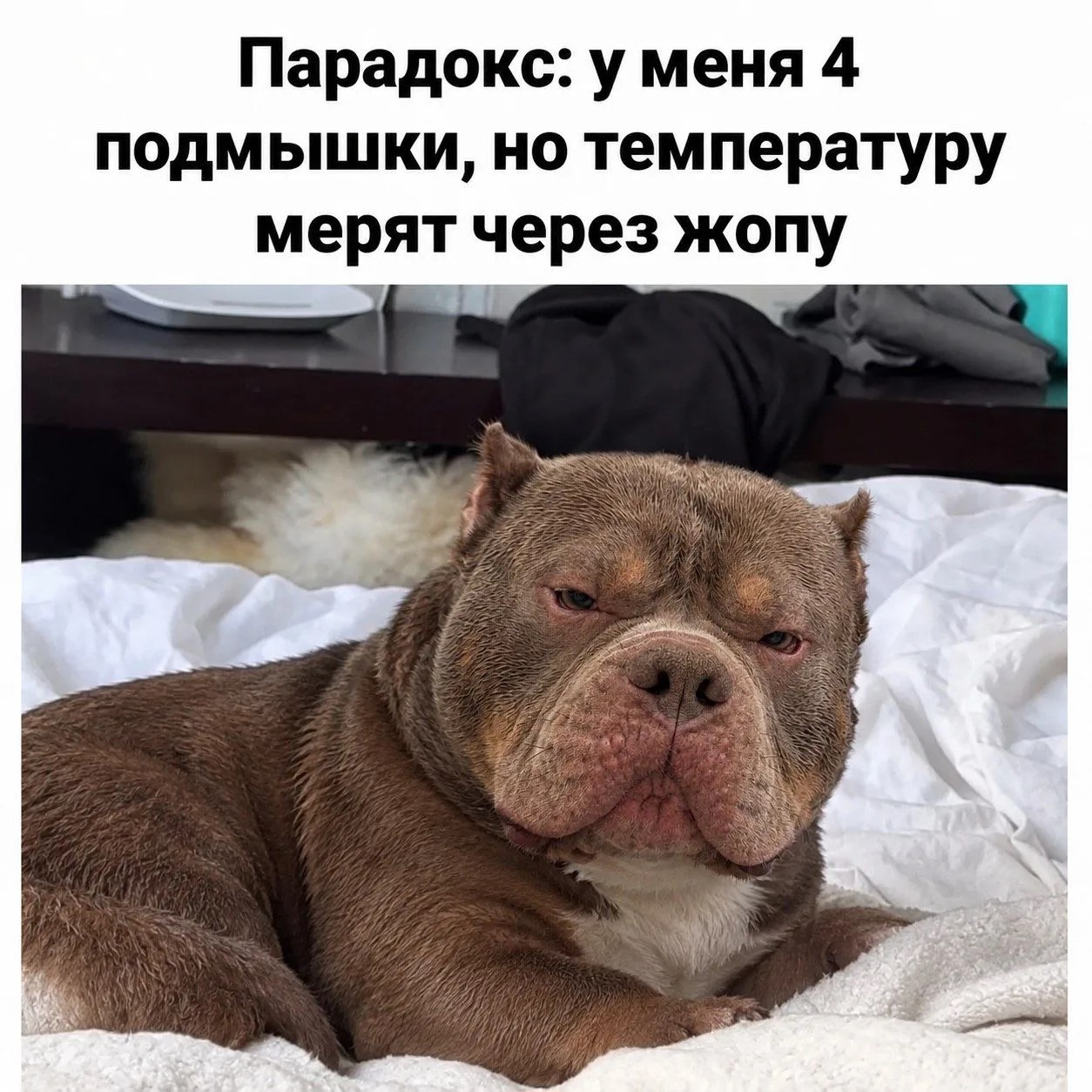 1254x1254, 292 Kb / Пёс, температура, подмышки, измерение