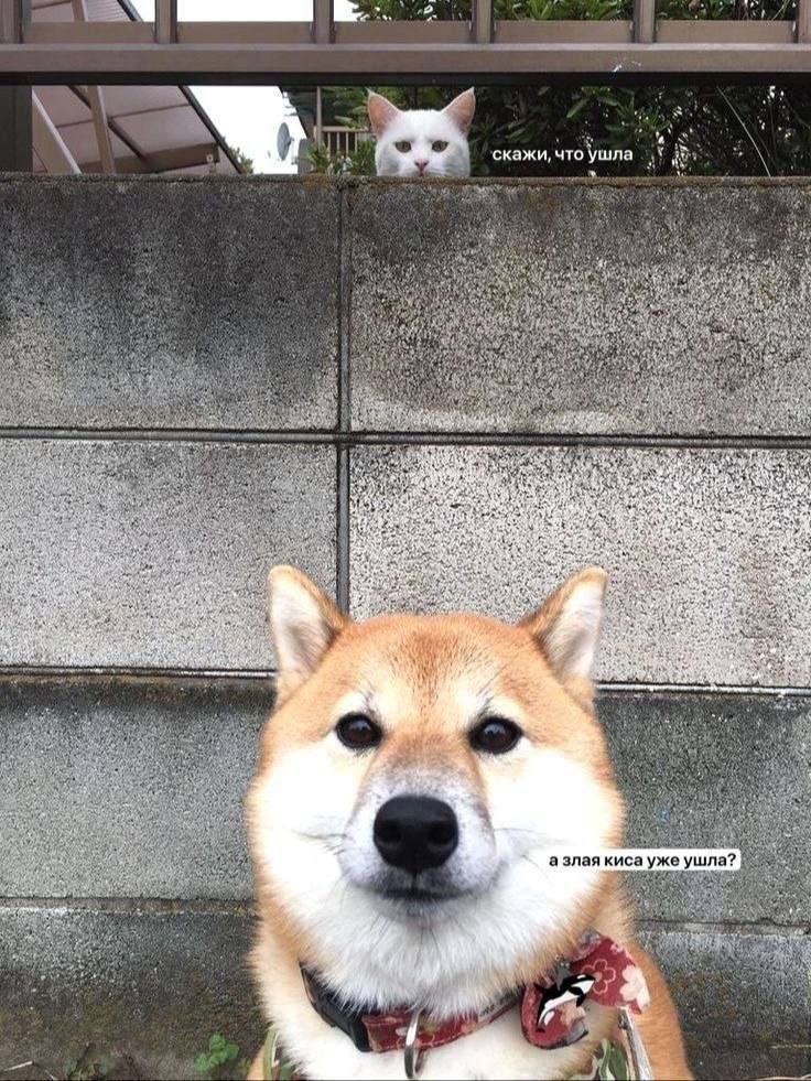736x981, 192 Kb / кошка, киса, собака