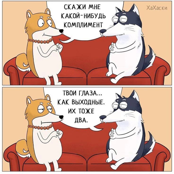 736x736, 105 Kb / собака, диван, глаза, выходные, комплимент