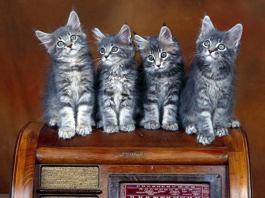 900x675, 102 Kb / котята, радио