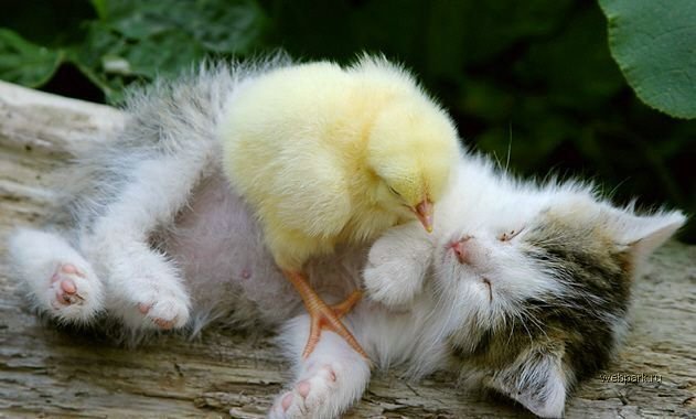 631x380, 45 Kb / котенок, цыпленок, умиление
