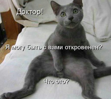 450x400, 34 Kb / кот, яйца