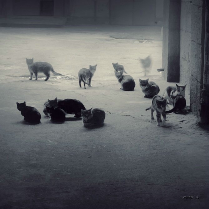 670x670, 59 Kb / кошки, коты, котята, ч/б