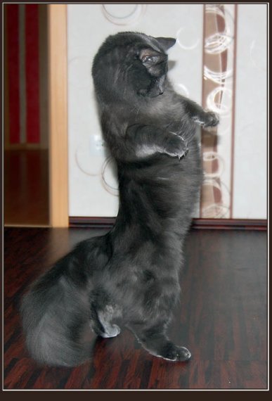 387x570, 33 Kb / кот, танец
