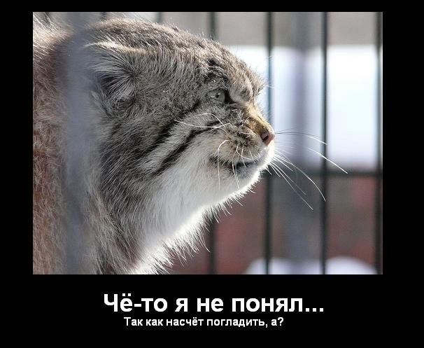 606x497, 70 Kb / манул