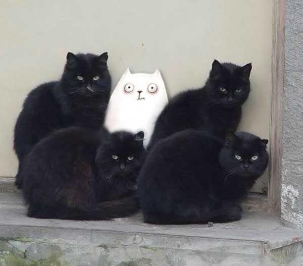 600x527, 27 Kb / коты, фотошоп, simon's cat