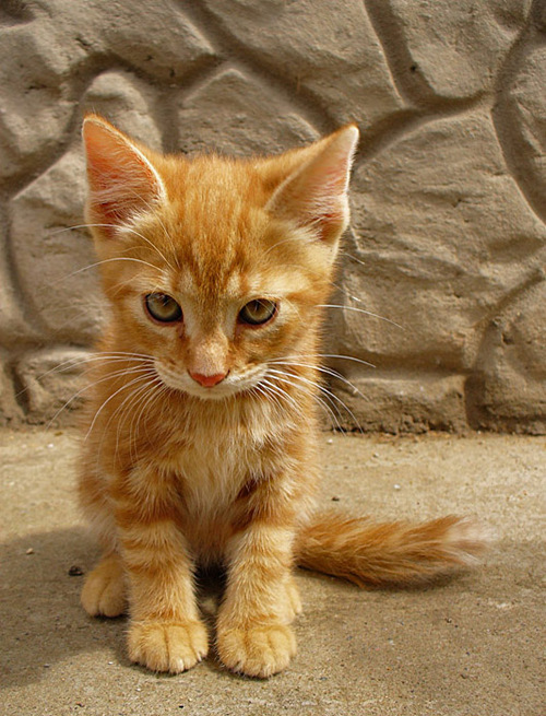500x655, 175 Kb / кот, котёнок, обида