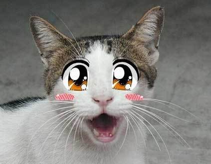 423x330, 18 Kb / кот