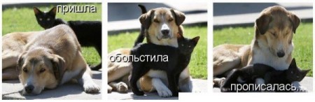 450x146, 23 Kb / кошка, собака, обольстила