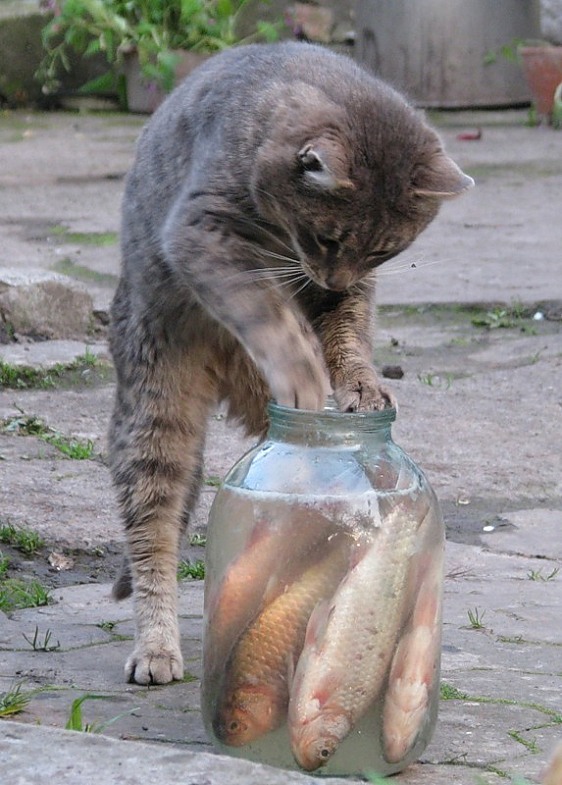 562x785, 125 Kb / кот, банка, рыба