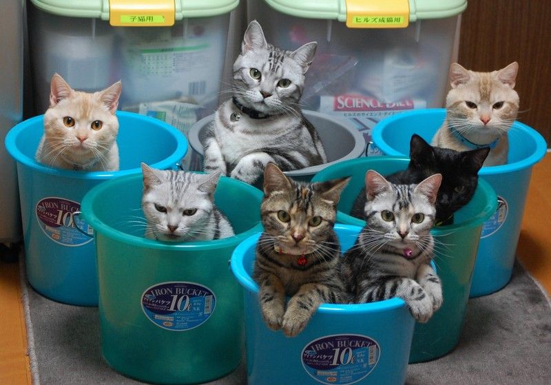 800x559, 80 Kb / коты, ведра