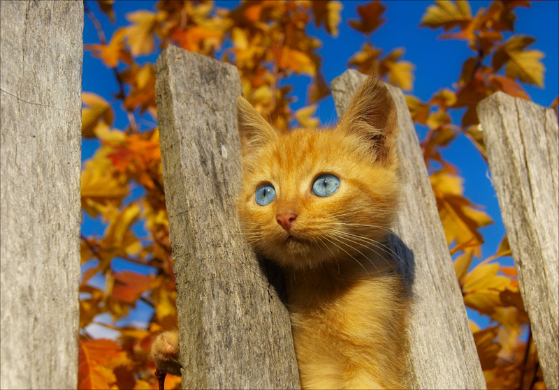 800x559, 148 Kb / котёнок, забор, глаза, осень