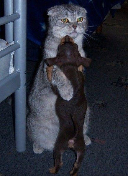 434x598, 101 Kb / кот, собака
