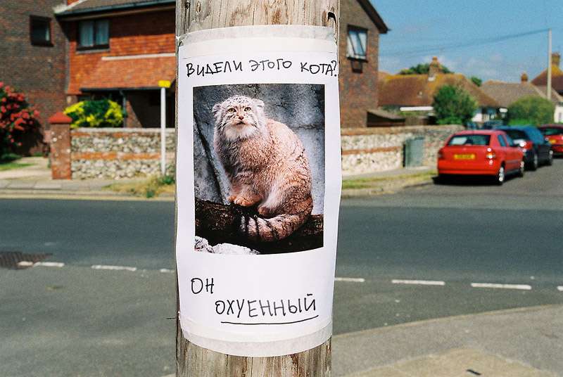 800x536, 53 Kb / манул, объявление