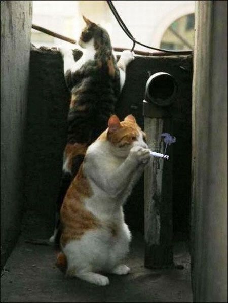 450x599, 37 Kb / коты, сигарета