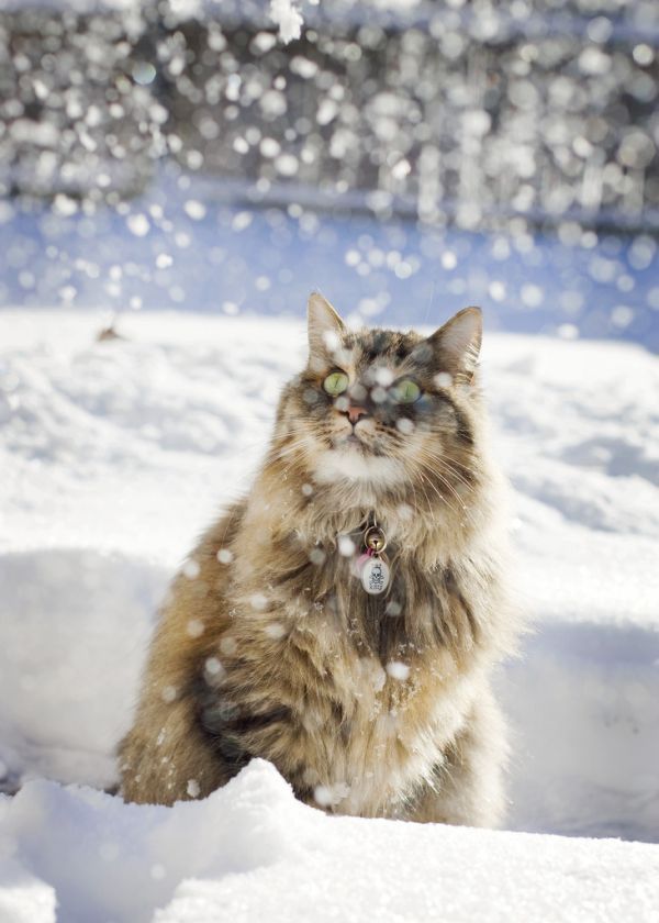 600x840, 64 Kb / кот, снег