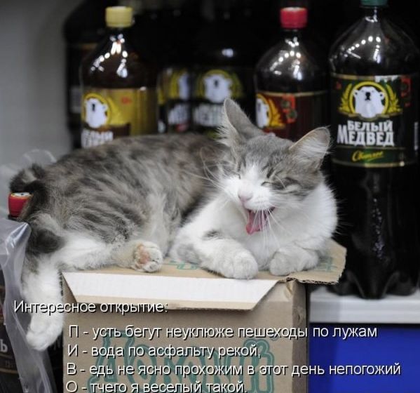 599x560, 55 Kb / кот, пиво