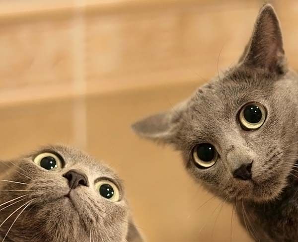 600x487, 36 Kb / коты, глаза