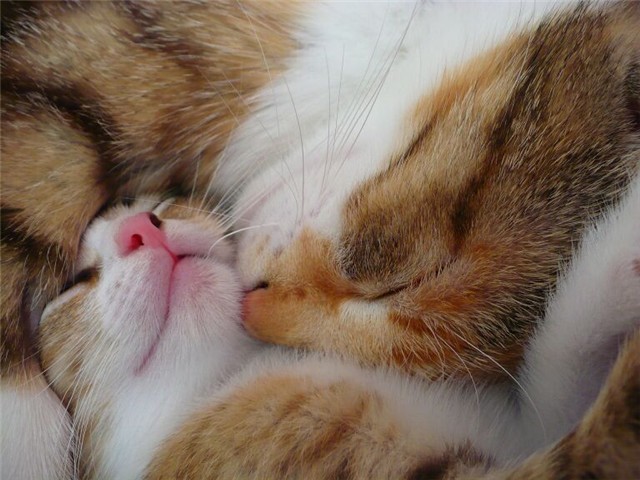 640x480, 81 Kb / коты