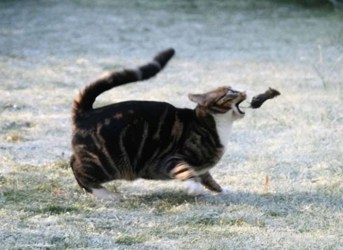 680x496, 60 Kb / Кошка, мышка, пиздец