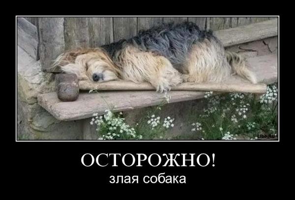 600x408, 35 Kb / собака, молот, демотиватор