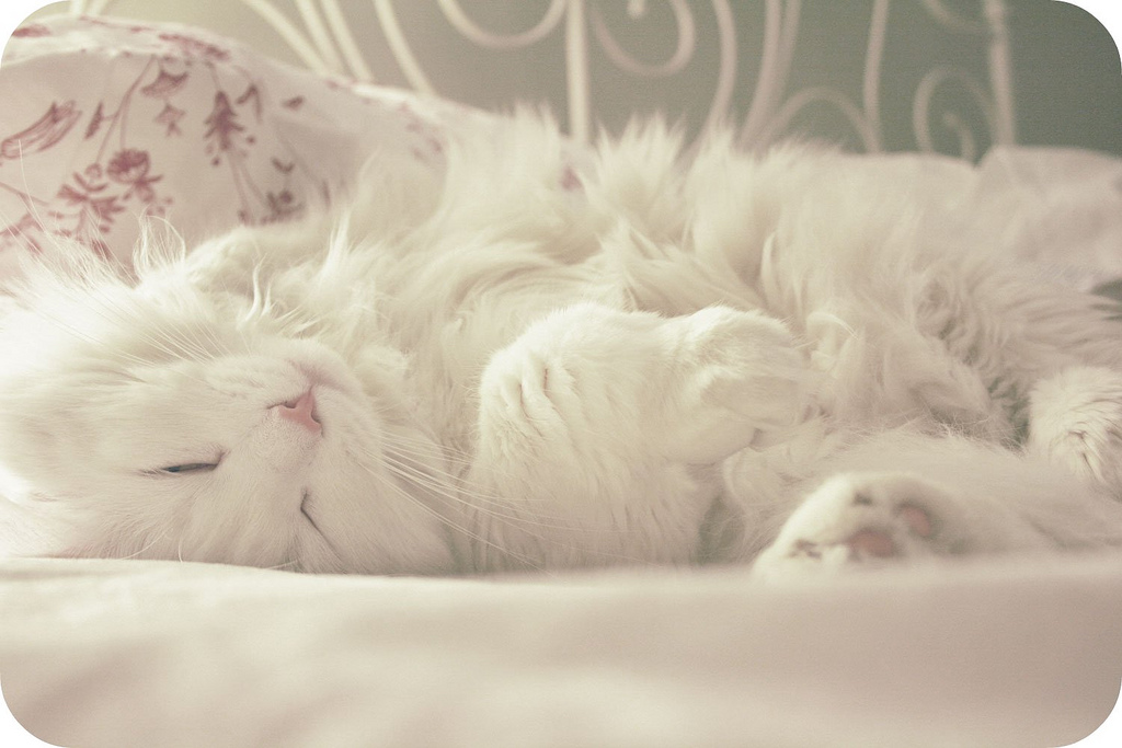 1024x683, 216 Kb / кот, белый