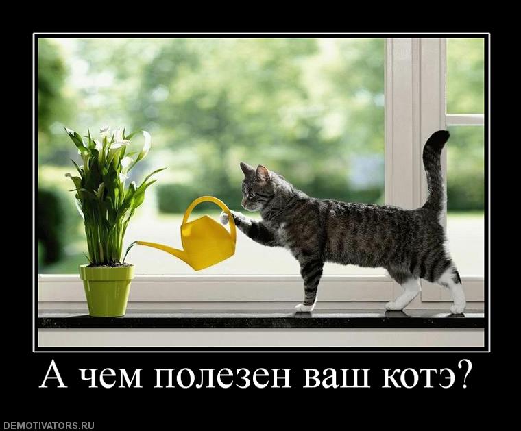 760x629, 59 Kb / кот, лейка, цветок