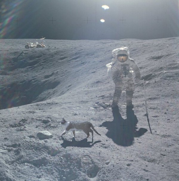 600x607, 77 Kb / луна, космонавт, кот