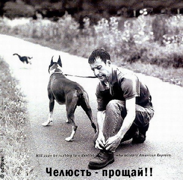 600x591, 117 Kb / собака, поводок, челюсть, кошка, ч/б