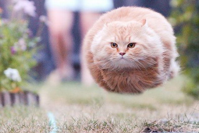 639x426, 68 Kb / кот, полет
