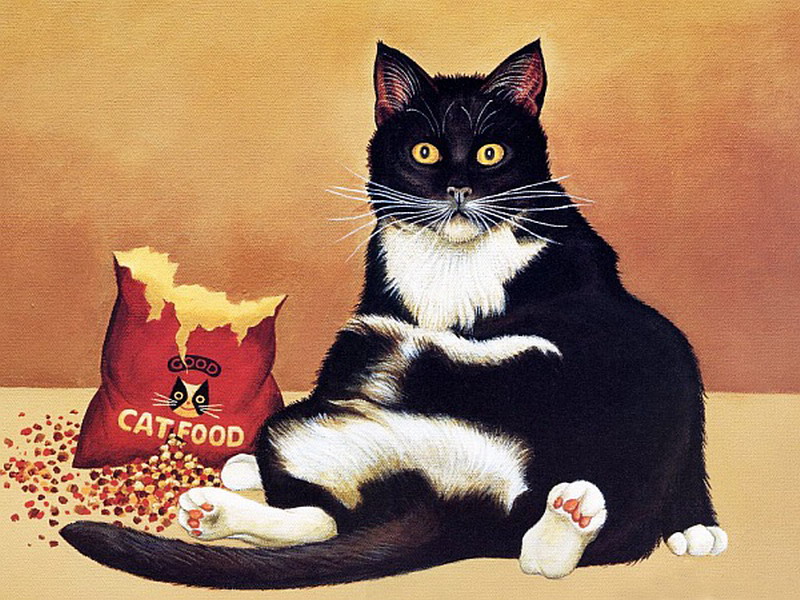 800x600, 175 Kb / кот, котэ, обжора, кошачий корм