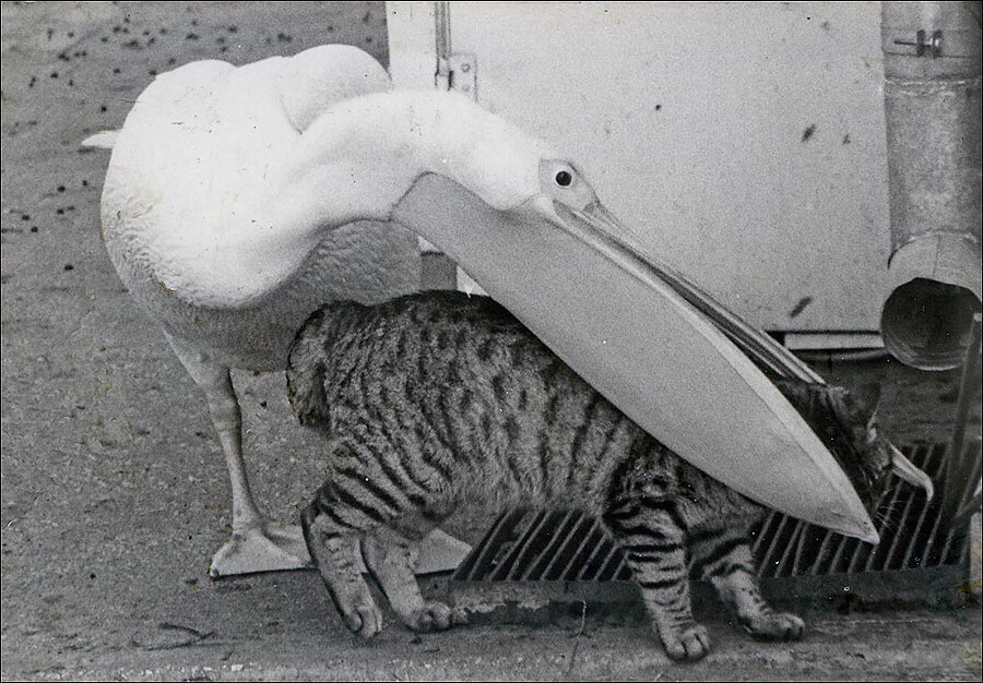 900x626, 162 Kb / пеликан, кот
