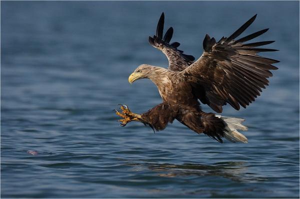 600x399, 32 Kb / орел, вода