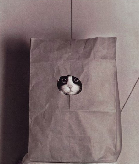 476x560, 53 Kb / кот, пакет