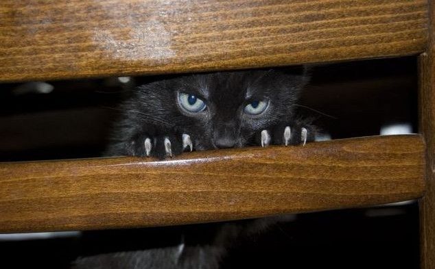 634x393, 42 Kb / котенок, решетка
