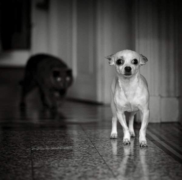 600x593, 83 Kb / котэ, пиздец, собачка