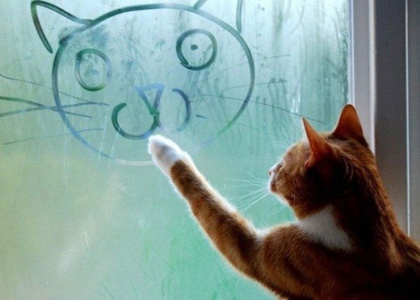600x429, 46 Kb / стекло, рисунок, кот