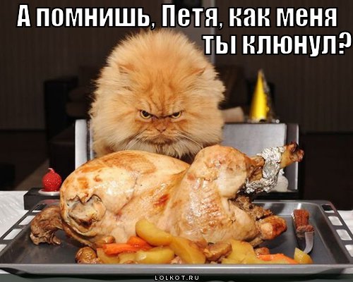 500x400, 47 Kb / кот, петух