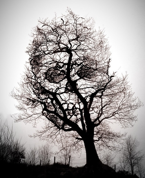 500x614, 234 Kb / дерево, череп