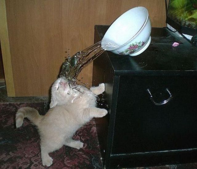 640x550, 47 Kb / кот, котэ, вода, душ