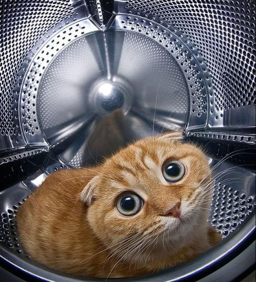 526x581, 134 Kb / кот